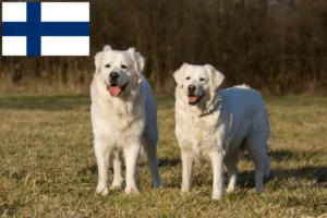 Lee más sobre el artículo Slovensky Cuvac criadores y cachorros en Finlandia