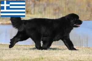 Lee más sobre el artículo Criadores y cachorros de Terranova en Grecia