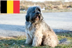 Lee más sobre el artículo Criadores de Terrier Tibetano y cachorros en Bélgica