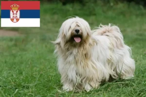 Lee más sobre el artículo Criadores de Terrier Tibetano y cachorros en Serbia