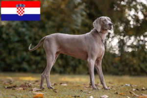 Lee más sobre el artículo Criadores de Weimaraner y cachorros en Croacia