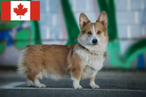 Lee más sobre el artículo Criadores y cachorros de Corgi Galés en Canadá