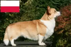 Lee más sobre el artículo Criadores de Welsh Corgi y cachorros en Polonia