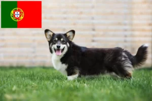 Lee más sobre el artículo Criadores y cachorros de Corgi Galés en Portugal