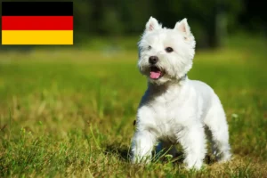 Lee más sobre el artículo Criadores y cachorros de Westie en Alemania