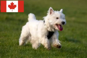 Lee más sobre el artículo Criadores y cachorros de Westie en Canadá