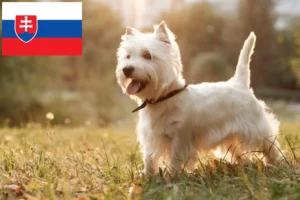 Lee más sobre el artículo Criadores y cachorros de Westie en Eslovaquia