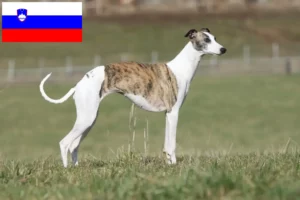 Lee más sobre el artículo Criadores de Whippet y cachorros en Eslovenia