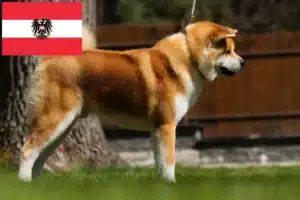 Lee más sobre el artículo Criadores de Akita y cachorros en Austria