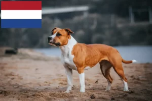 Lee más sobre el artículo Criadores y cachorros de American Staffordshire Terrier en los Países Bajos