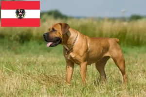 Lee más sobre el artículo Criadores de Boerboel y cachorros en Austria