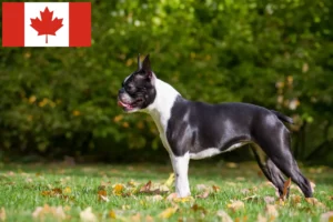 Lee más sobre el artículo Criadores y cachorros de Boston Terrier en Canadá