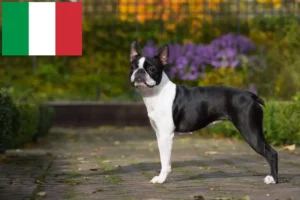 Lee más sobre el artículo Criadores y cachorros de Boston Terrier en Italia