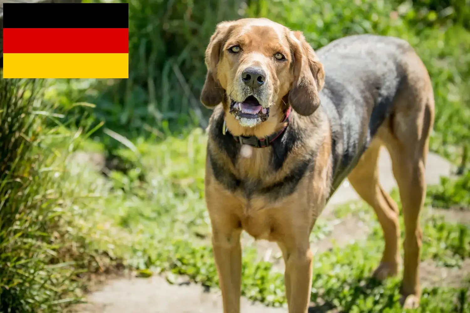 Lee más sobre el artículo Criadores de Bracke polaco y cachorros en Alemania