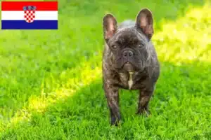 Lee más sobre el artículo Criadores de Bulldog Francés y cachorros en Croacia