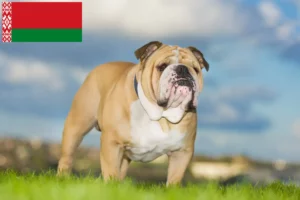 Lee más sobre el artículo Criadores de Bulldog Inglés y cachorros en Bielorrusia