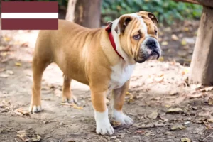 Lee más sobre el artículo Criadores de Bulldog Inglés y cachorros en Letonia