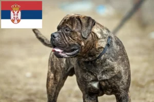 Lee más sobre el artículo Criadores de Bullmastiff y cachorros en Serbia