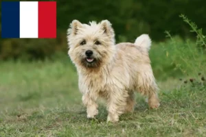 Lee más sobre el artículo Criadores de Cairn Terrier y cachorros en Francia