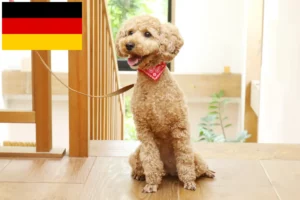 Lee más sobre el artículo Criadores de caniches y cachorros en Alemania