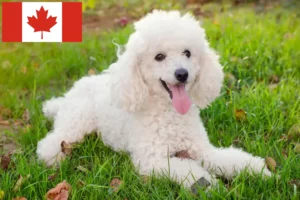 Lee más sobre el artículo Criadores de caniches y cachorros en Canadá