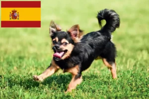 Lee más sobre el artículo Criadores de chihuahua y cachorros en España