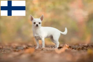 Lee más sobre el artículo Criadores de chihuahua y cachorros en Finlandia