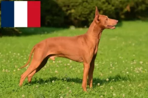 Lee más sobre el artículo Cirneco dell’ Etna criadores y cachorros en Francia