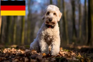 Lee más sobre el artículo Criadores de Cockapoo y cachorros en Alemania