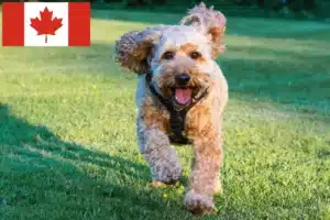 Lee más sobre el artículo Criadores de Cockapoo y cachorros en Canadá