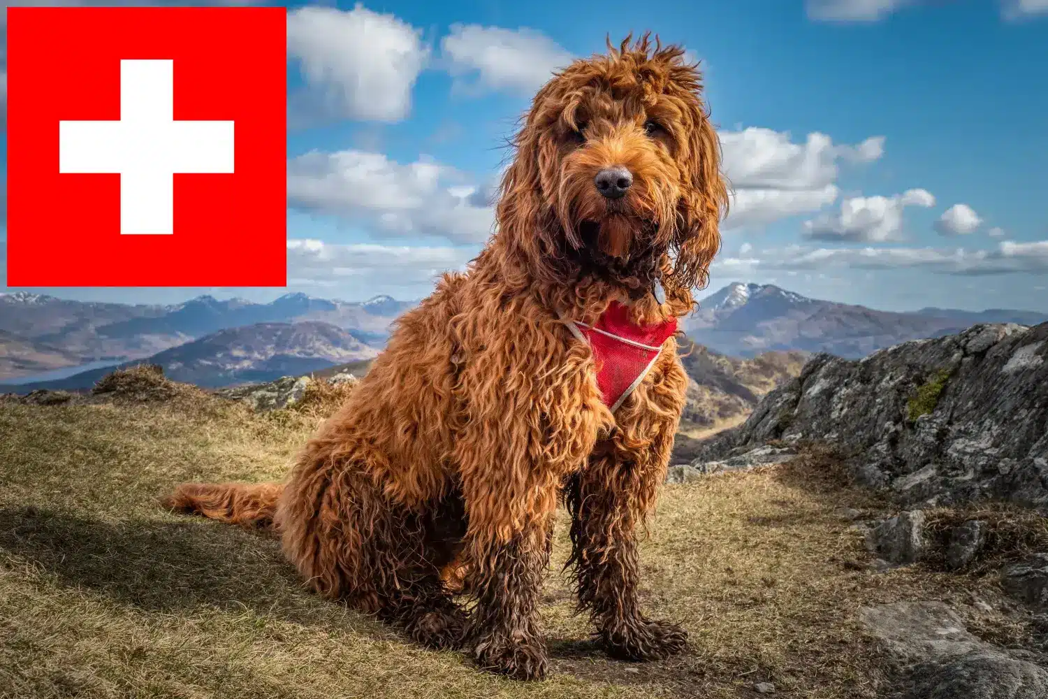 Lee más sobre el artículo Criadores de Cockapoo y cachorros en Suiza