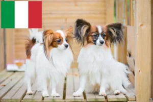 Lee más sobre el artículo Continental Dwarf Spaniel Criador y Cachorros en Italia