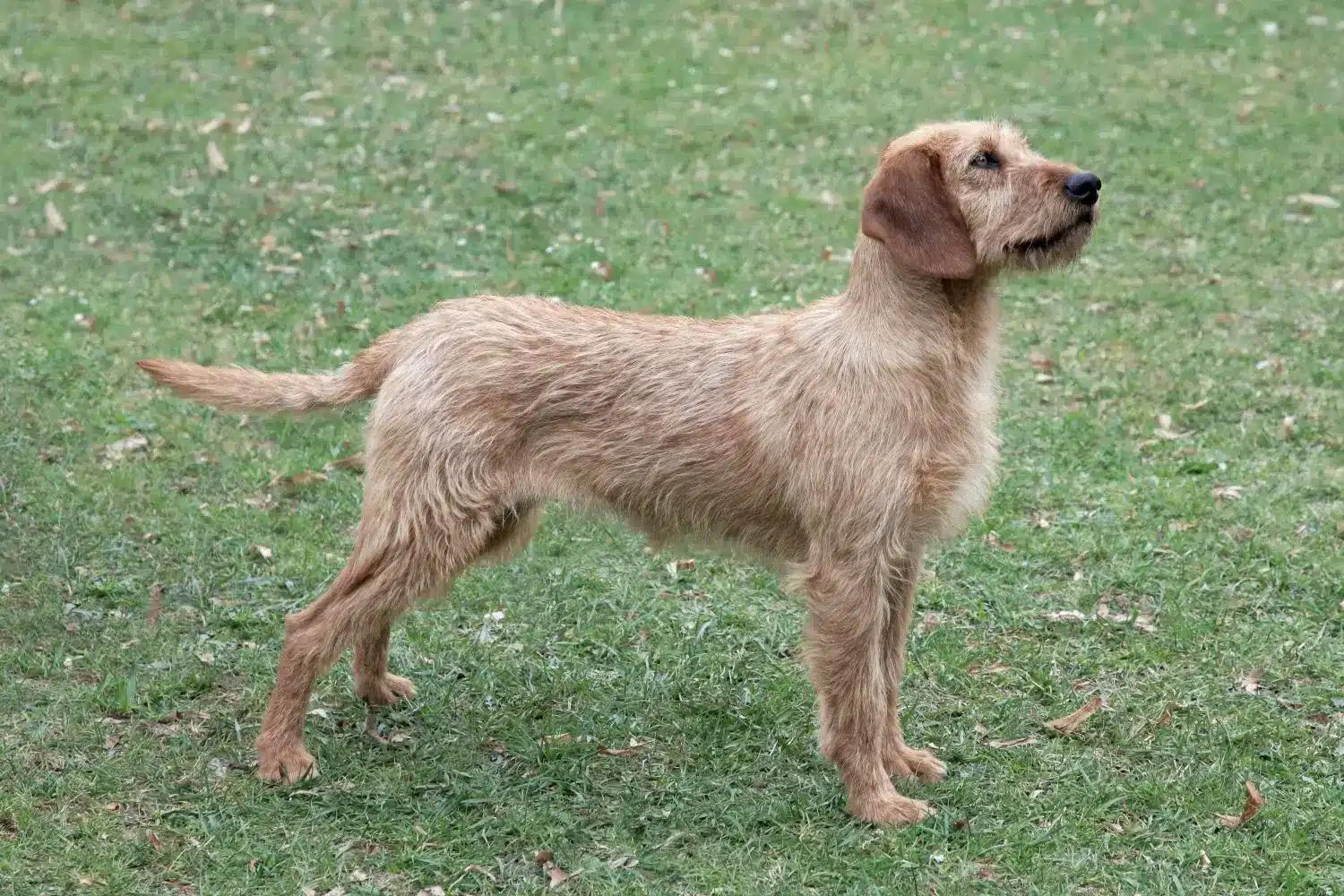 Lee más sobre el artículo Criador de perros salchicha de pelo duro de Estiria