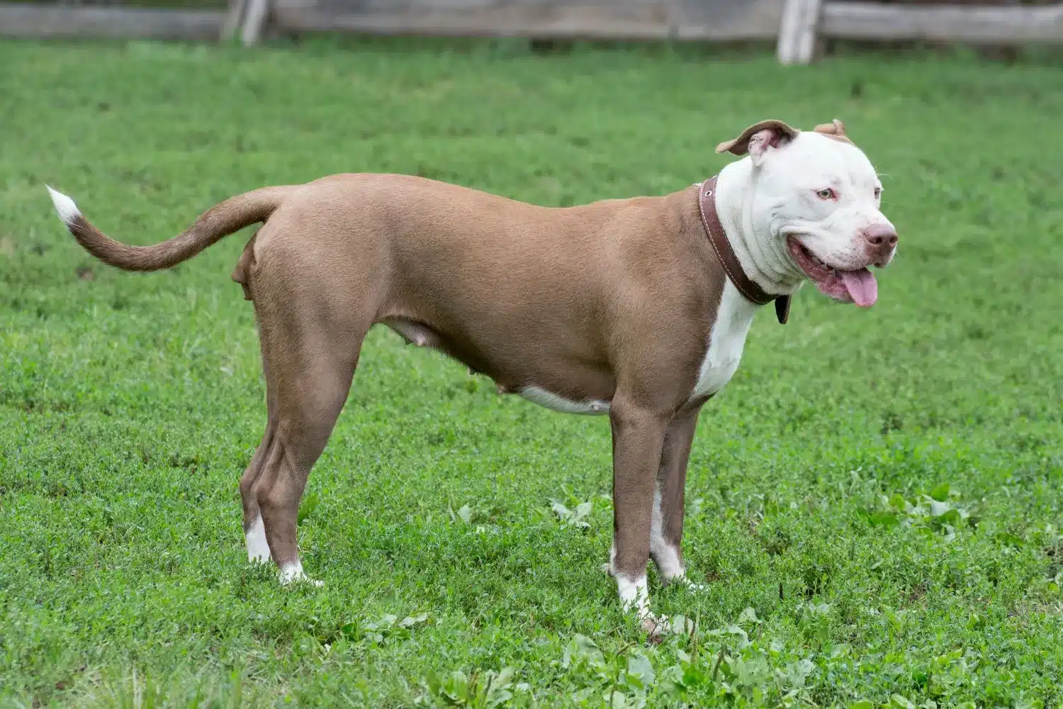 Lee más sobre el artículo Criador de American Pit Bull Terrier