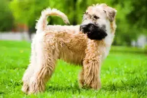 Lee más sobre el artículo Criador de Irish Soft Coated Wheaten Terrier