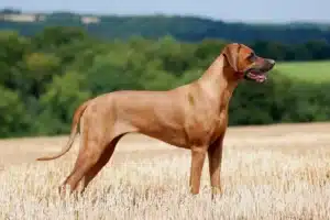 Lee más sobre el artículo Criador de Rhodesian Ridgeback