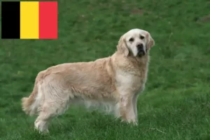 Lee más sobre el artículo Criadores y cachorros de Golden Retriever en Bélgica