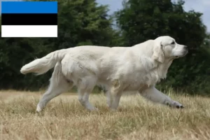 Lee más sobre el artículo Criadores y cachorros de Golden Retriever en Estonia