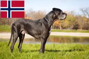 Lee más sobre el artículo Criadores de gran danés y cachorros en Noruega