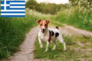 Lee más sobre el artículo Criadores y cachorros de Jack Russell en Grecia