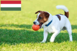 Lee más sobre el artículo Criadores de Jack Russell y cachorros en Hungría