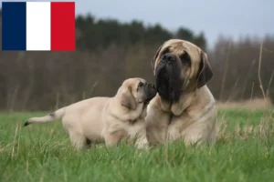 Lee más sobre el artículo Criadores de mastines y cachorros en Francia