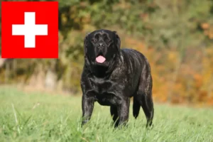 Lee más sobre el artículo Criadores de mastines y cachorros en Suiza