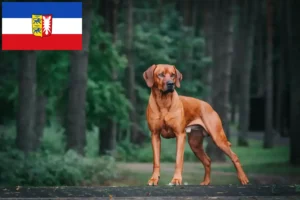 Lee más sobre el artículo Criadores de Rhodesian Ridgeback y cachorros en Schleswig-Holstein