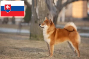 Lee más sobre el artículo Criadores de Shiba y cachorros en Eslovaquia