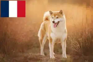 Lee más sobre el artículo Criadores de Shiba y cachorros en Francia