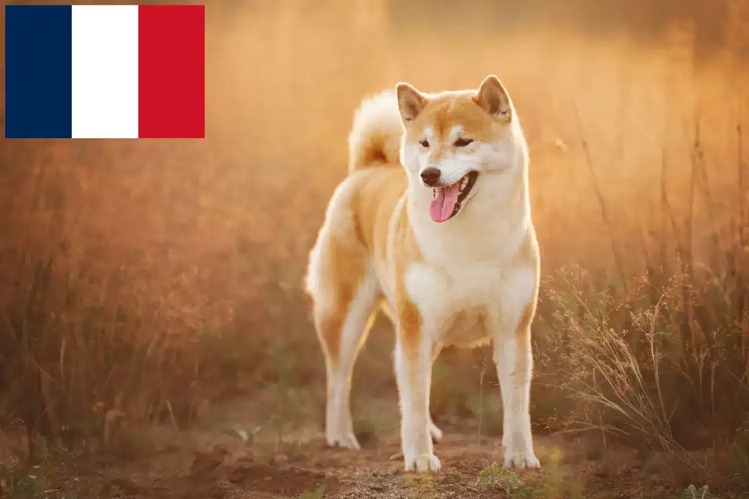 Lee más sobre el artículo Criadores de Shiba y cachorros en Francia