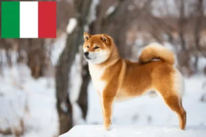 Lee más sobre el artículo Criadores de Shiba y cachorros en Italia