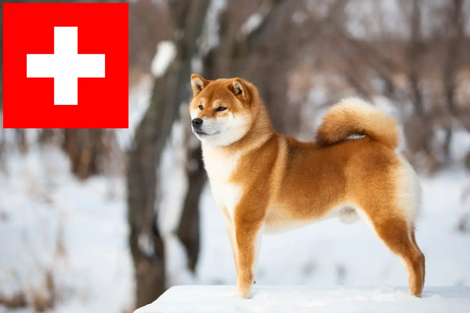 Lee más sobre el artículo Criadores de Shiba y cachorros en Suiza