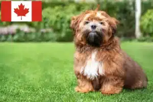 Lee más sobre el artículo Criadores de Shichon y cachorros en Canadá